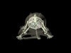 Sectional Rat Phantom for X-Ray CT
