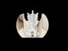 Adult Spine for X-Ray CT