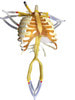 Adult Torso (Cardiac) for X-Ray CT, MRI