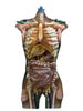 Adult Torso (Cardiac) for X-Ray CT, MRI