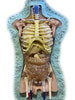 Adult Torso (Cardiac) for X-Ray CT, MRI