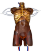 Adult Torso (Cardiac) for X-Ray CT, MRI