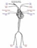 Adult Torso (Dynamic) for X-Ray CT, US - Pump connections