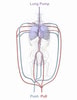 Adult Torso (Dynamic) for X-Ray CT, MRI