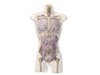 Adult Torso (Dynamic) for X-Ray CT, MRI