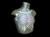 Adult Thorax for X-Ray CT, US, MRI