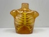 Adult Thorax for X-Ray CT, US, MRI