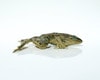 Anatomy Lab Grassfrog Specimen Dissection Bundle