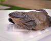 Anatomy Lab Bullfrog Classroom Dissection Pack