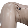 Anatomy Lab Adult Lumbar Puncture Simulator