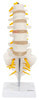 Axis Scientific Lumbar Vertebral Column with Sacrum and Spinal Nerves Anatomy Model Overview