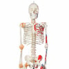 Axis Scientific Painted and Numbered Life-Size Human