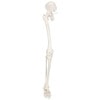 Axis Scientific Leg Skeleton front angle of right leg