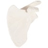 Axis Scientific Scapula Bone