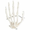 Axis Scientific Articulated Hand Skeleton