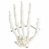 Axis Scientific Articulated Hand Skeleton