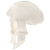 Axis Scientific Hip Bone