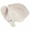 Axis Scientific Temporal Bone