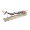 Vascular Arm Anatomy Model Life Size