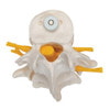 Lumbar Vertebrae Anatomy Model - Top Side View