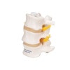 Lumbar Vertebrae Anatomy Model - Left Side View