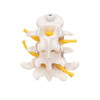 Lumbar Vertebrae Anatomy Model - Front Side View