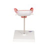 3rd Month Human Embryo Model