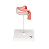 3rd Month Human Embryo Model