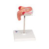 3rd Month Human Embryo Model