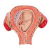 3rd Month Human Embryo Model