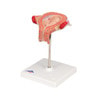 3rd Month Human Embryo Model
