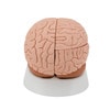 Classic Brain Anatomy Model 4 Parts - Back View