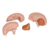 Classic Brain Anatomy Model 4 Parts - Parts View