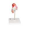 1st Month Human Embryo Model - Left Side View