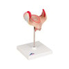 1st Month Human Embryo Model - Right Side View