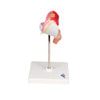 1st Month Human Embryo Model - Right Side View