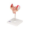 1st Month Human Embryo Model - Left Side View
