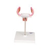 1st Month Human Embryo Model - Back View