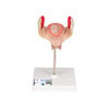 1st Month Human Embryo Model