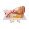 Giant Ear Anatomy Model