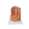 Giant Ear Anatomy Model