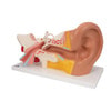 Giant Ear Anatomy Model