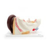 Human Ear Model, 3x Life-Size, 4-Parts, Dark Skin