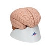 Deluxe Human Brain Anatomy Model