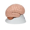 Deluxe Human Brain Anatomy Model