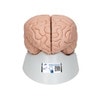 Deluxe Human Brain Anatomy Model