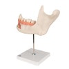 Half Lower Jaw Anatomy Model