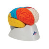 Neuro-Anatomical Brain Model