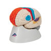 Neuro-Anatomical Brain Model