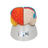 Neuro-Anatomical Brain Model